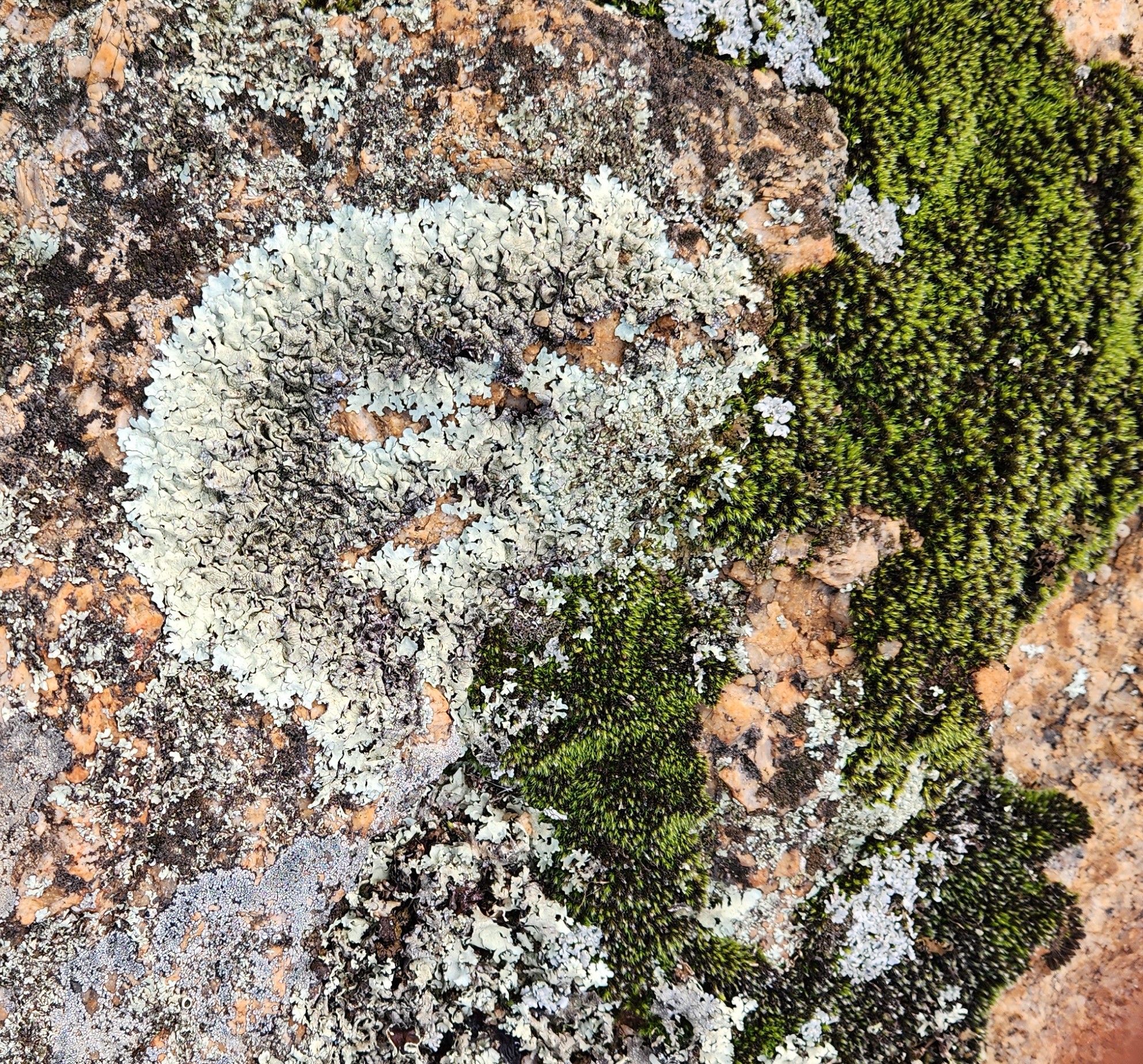 Patch of lichen and moss